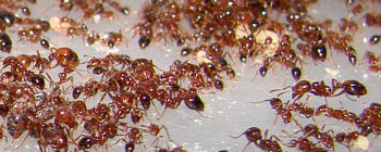 Picture of ant