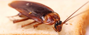 Picture of cockroach