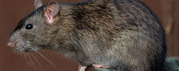 Picture of a rat