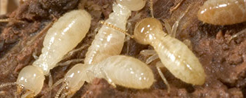 Picture of termite